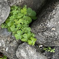 ムラサキカタバミ,植物は地球を救う❤️,庭の画像