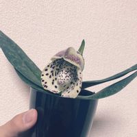 パフィオペディラム,Paph.bellatulum,レプトテス  ユニカラー,観葉植物,お花の画像