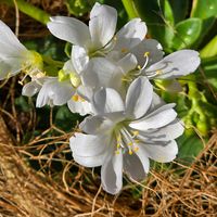 レウィシア,感謝,花のある暮らし,いつまでも,き　れ　い❤の画像