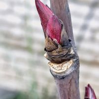 ボタン,冬芽・葉痕,クイズ冬芽葉痕,モコの散歩道,モコの冬芽葉痕の画像