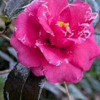 イチゴ,イチゴ,サザンカ,サザンカ,サザンカの画像