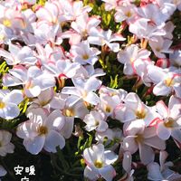 ルリマツリ,オキザリス・バーシカラー,花のある暮らし,お花を楽しむ,おうち園芸の画像