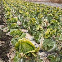 ハクサイ,白菜,農家,千葉,富山支部の画像