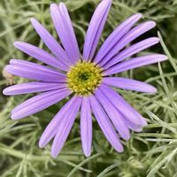 ブラキカム,今日の１枚,花のあるくらし,お出かけ先の画像