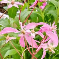 大文字草,鉢植え,花のある暮らし♡,風除室,おうち園芸の画像