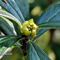 オモト,ジンチョウゲ,アナベル,沈丁花,ジンチョウゲ（沈丁花）の画像