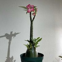 アデニウム,アデニウム アラビカム,塊根植物,実生,コーデックスの画像