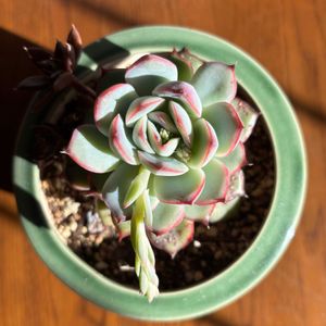 多肉植物。,多肉植物,花芽,感謝,部屋の画像