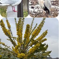 ヒイラギナンテン,公園,水辺の風景,日曜ビタミンカラー♪の画像