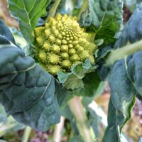 ロマネスコ,お野菜,家庭菜園の画像