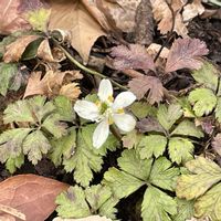 バイカオウレン,カンアオイ,寒葵,カンアオイの花,山野草の画像