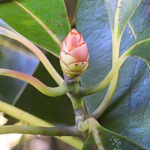 タブノキ,植物園,山野草,冬芽,山野草大好きの画像