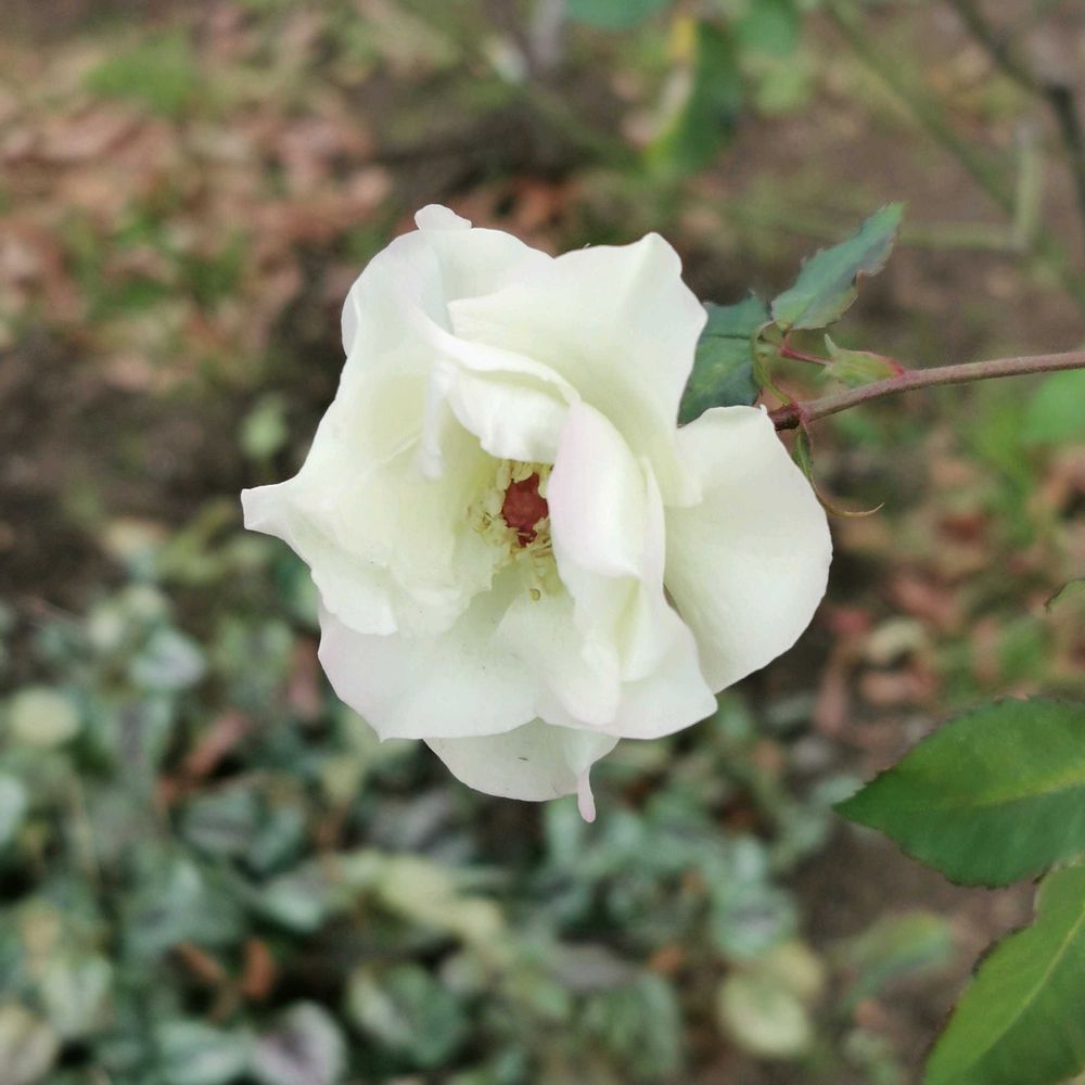 とりさんの港の見える丘公園への投稿