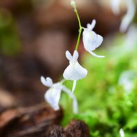 ウサギゴケ,ウサギゴケ,食中植物,南アフリカ原産,咲くやこの花館の画像