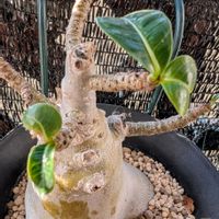 アデニウム アラビカム,観葉植物,塊根植物,花のある暮らし,珍奇植物の画像