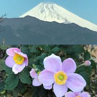 シュウメイギク, 富士山の画像