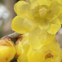 ロウバイ,花壇,ガーデニング,山野草,樹木の画像