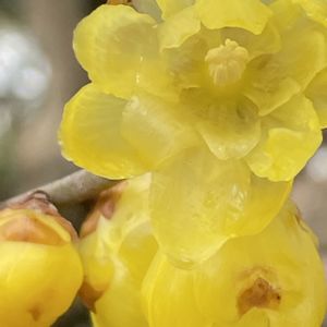 ロウバイ,花壇,ガーデニング,山野草,樹木の画像