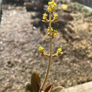 仙人の舞,植物,多肉バカ,植中毒,玄関先の画像