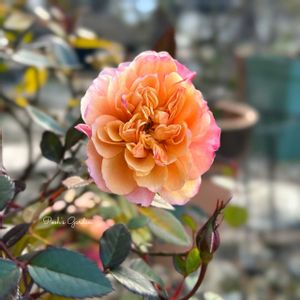 ミニバラ,ミニバラ・モカ,可愛い〜♡,癒し…♡,ずっとみてたい♡の画像