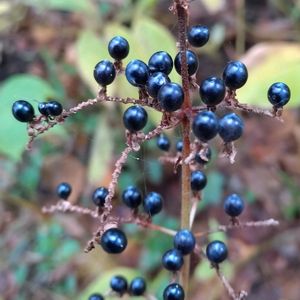 藪茗荷,ヤブミョウガ,雑草,山野草,野草の画像