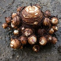 サトイモ,頂き物,里山暮らしの画像