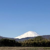 ネモフィラ,フリージア,パンジー　マジックアワー,球根植物,花のある暮らしの画像