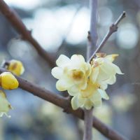 ロウバイ,蝋梅,蝋梅(ロウバイ),お花,新宿御苑の画像