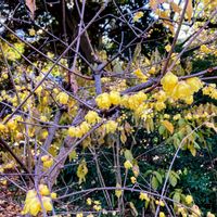 ロウバイ,いい香り,庭園,今日のお花の画像