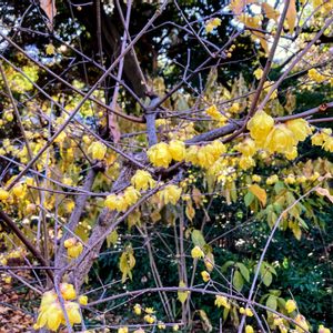 ロウバイ,いい香り,庭園,今日のお花の画像