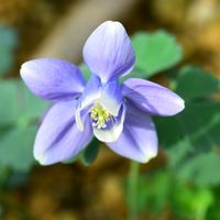 ミヤマオダマキ,ミヤマオダマキ,高山植物,咲くやこの花館,紫色の花の画像