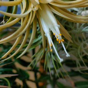 チランジア　イオナンタ,チランジア イオナンタ ドゥルイド,観葉植物,ベランダー,着生植物の画像