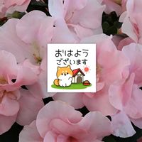 アザレア,薄ピンクの花,お花屋さんにての画像