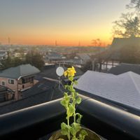 菜の花,マドカズラ,植物のある暮らし,医療従事者に感謝とエールを♪,訪問看護師にエールをの画像