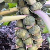 芽キャベツ,芽キャベツ栽培,家庭菜園の画像