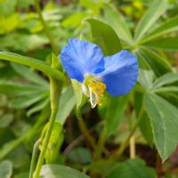 ツユクサの画像