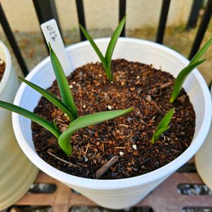 原種系チューリップ ヒルデ,鉢植え,プランター,ガーデニング初心者,園芸初心者の画像