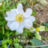 シュウメイギク,花のある暮らしの画像