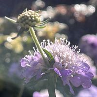 スカビオサ,花から花芽が伸びてきたの画像