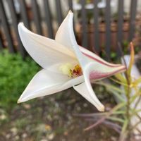 ユリ,タカサゴユリ,公園,鉢植え,花壇の画像