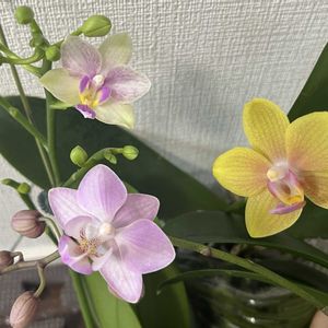 胡蝶蘭,phal little monkey,Phal Reyoung Charlotte,水栽培の画像