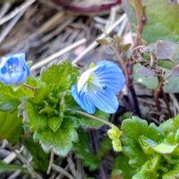 オオイヌノフグリ,散歩,山野草,帰化植物,胸キュンの画像