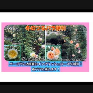 ガーデニング,薔薇♪,バラ・ミニバラ,バラを楽しむ,バラのある暮らしの画像