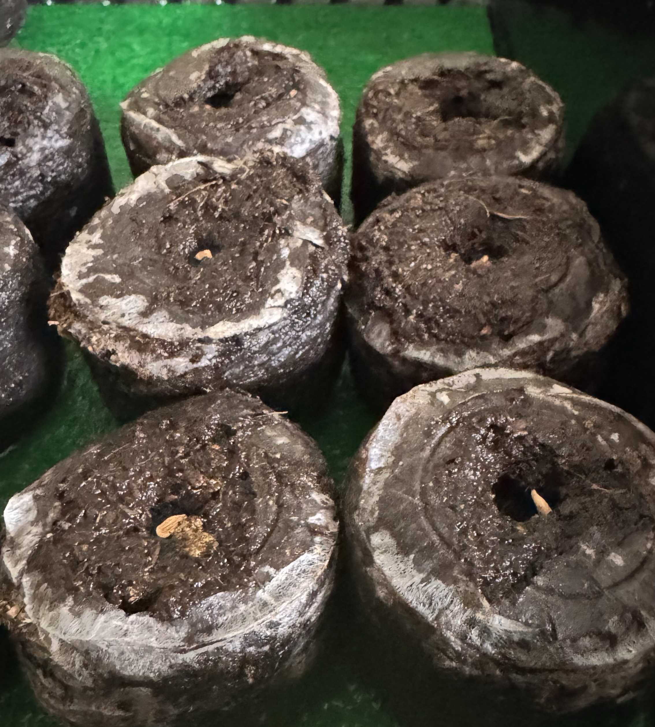 パキポディウム・エニグマチカム実生記録｜🍀GreenSnap（グリーン