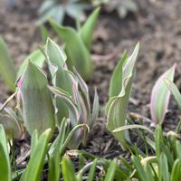 チューリップ,チューリップ,ムスカリ,実家の庭,今日のお花の画像