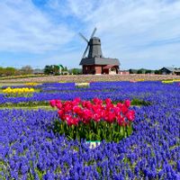 チューリップ,ムスカリ,北海道,今日のお花,上湧別チューリップ公園の画像