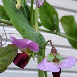 ツタンカーメン,紫えんどう,開花,紫の花,うれしい！の画像