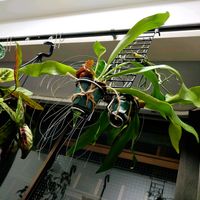 ビカクシダ,観葉植物,わが家の観葉植物❢, コウモリラン , ビカクシダの画像