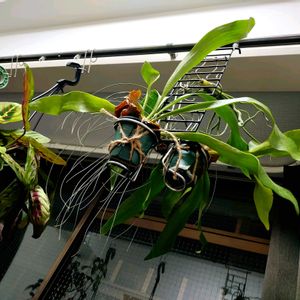 ビカクシダ,観葉植物,わが家の観葉植物❢, コウモリラン , ビカクシダの画像