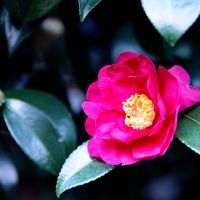 山茶花,寒椿,獅子頭,埼玉県花と緑の振興センターの画像